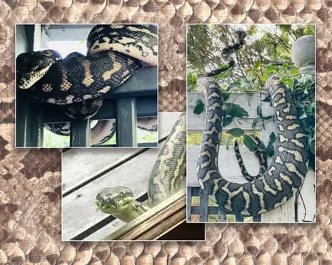 Accepting the Snakes in the Overhead Space: A Journey from Dread to Admiration